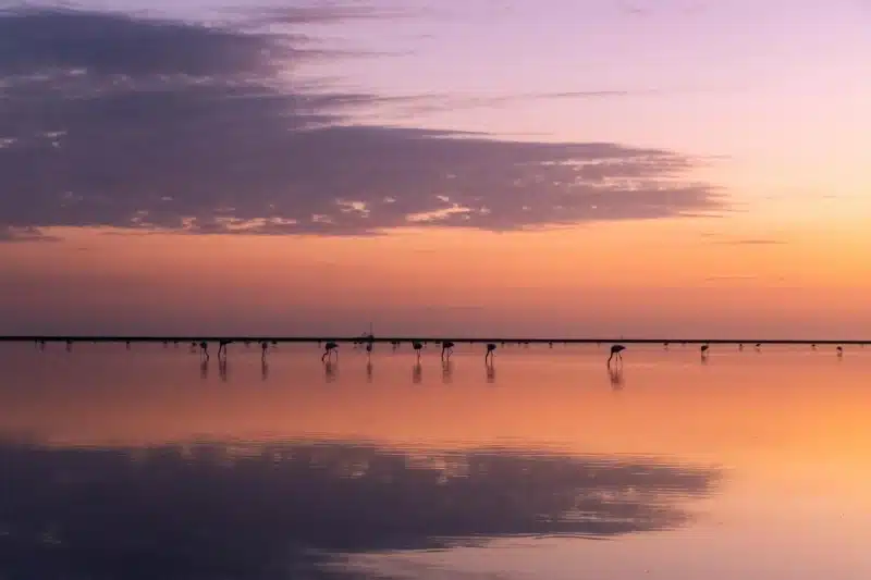 Camargue en van